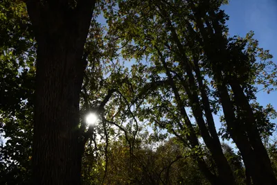 DSC_6543 (Large).JPG